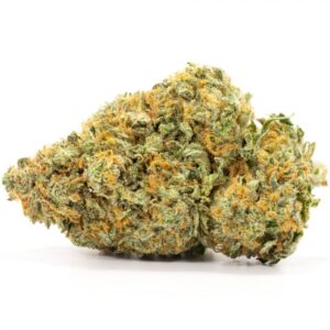 Great White Shark